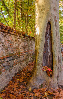 A tree  with cavity  carved by the  woodpeckers over the years by susanna mattioda