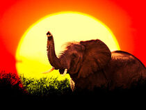 Elephant at sunset by Hajarimanitra Rambeloarivony