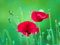 Flower, flower bud and fruit of red poppy 02 by Hajarimanitra Rambeloarivony
