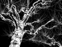 Silver tree network von Hajarimanitra Rambeloarivony