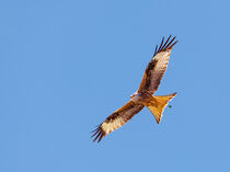 Red kite - Milvus milvus - in flight von Hajarimanitra Rambeloarivony