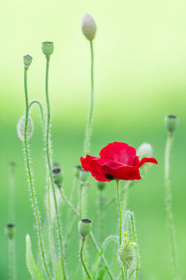 Flower, flower bud and fruit of red poppy by Hajarimanitra Rambeloarivony