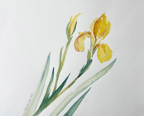 27-malen-am-meer-iris-gelb01