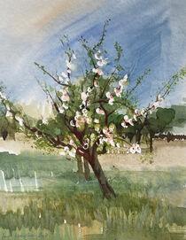Apfelbaum in voller Blüte von Sonja Jannichsen