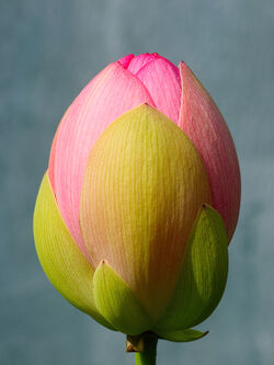 Lotus-flower-bud-on-grey-background-copy