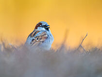 House sparrow, Passer domesticus, Spring song von Hajarimanitra Rambeloarivony