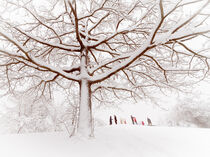 Tree and winter time by Hajarimanitra Rambeloarivony
