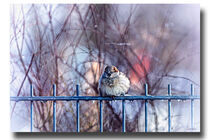 Sparrow  by Sandra  Vollmann
