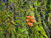 Miniature world of mushrooms and moss by Hajarimanitra Rambeloarivony