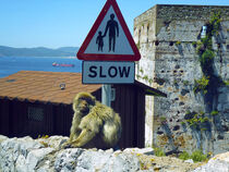 Gibraltar. Privilegierten Bewohner-Makake Affe. von li-lu