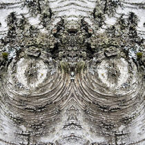 Baum-Eule, owl, chouette, Fotokunst, Makrofotografie von Dagmar Laimgruber