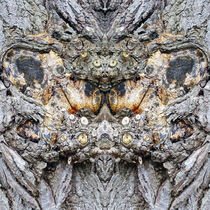 Wächter des Baumes, Fotokunst, Guardian of the tree von Dagmar Laimgruber