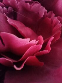 Roses for Spring Time Zauber von Martina Ute Rudolf