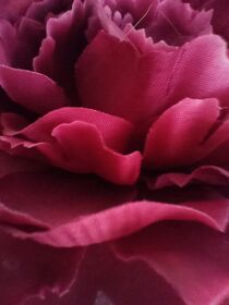 Roses for Spring Time Zauber by Martina Ute Rudolf
