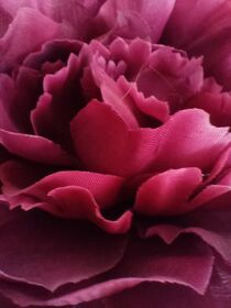 Roses for Spring Time Zauber von Martina Ute Rudolf