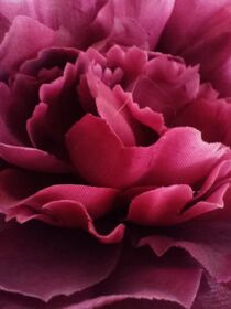 Roses for Spring by Martina Ute Rudolf