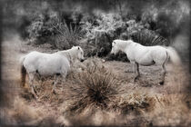 Pferde in der Wildnis by Gabi Kaula