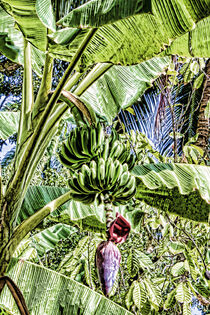 Bananenpflanze by Gabi Kaula