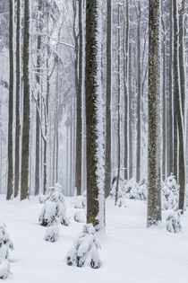 Winter im Bayrischen Wald by Dirk Rüter