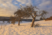 Winterlandschaft im Hegau mit Obstbäumen von Christine Horn