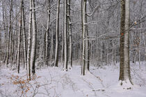 Verschneite Buchenstämme im Wald von Christine Horn