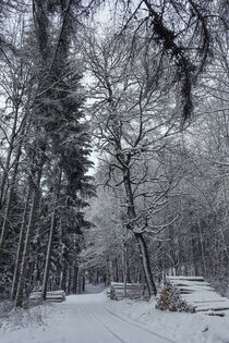 Weg durch den Winterwald by Christine Horn