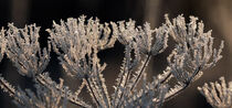 Pflanze mit Eiskristallen by Eric Fischer