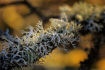 Strauchflechte auf Ast - Cladonia portentosa by Christine Horn