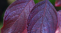 Rote Blätter mit Tropfen by Eric Fischer