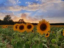 Sonnenblumen by Julia H.