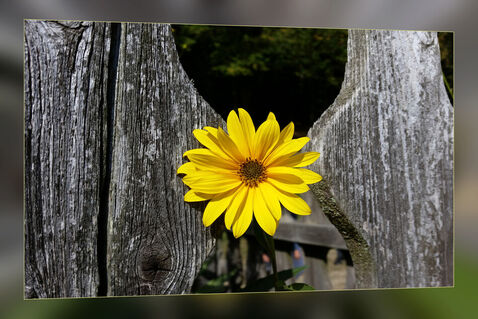 Welcoming-yellow-flower