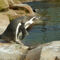 Humboldtpinguinvogelparkmarlow