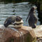 Humboldtpinguinvogelparkmarlow2