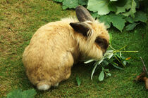 Kaninchen sehr wuschlig von Sabine Radtke