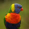 Regenbogenloritrichoglossus-moluccanusvogelparkmarlow