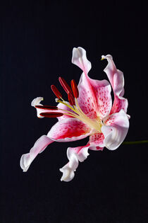 Oriental stargazer lily, pink and white color, on a black textured background. by Valentijn van der Hammen