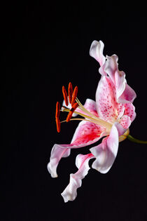 Oriental stargazer lily, pink and white color, on a black background. by Valentijn van der Hammen