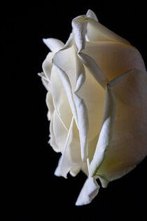 Beautiful side shot of a white rose on a black background. von Valentijn van der Hammen