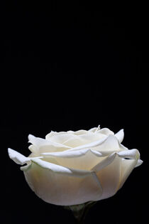 Beautiful portrait side shot of a white rose on a black background. by Valentijn van der Hammen