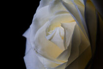 Beautiful shot of a white rose on a black background. by Valentijn van der Hammen