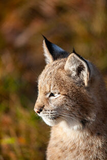 Standing Lynx - looking to side von Valentijn van der Hammen