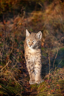 Standing young lynx in the gras von Valentijn van der Hammen