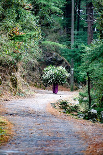 Moving leaves in Dharamsala - India von Valentijn van der Hammen