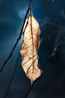 Beech autumn leaves on the tree - backlighted from the sun von Valentijn van der Hammen