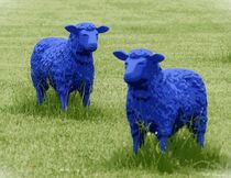 Blaue Schafe von maja-310