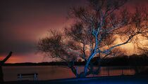 Baum am Krickenbecker See von Uwe Marko
