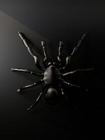 black spider by Konstantin Petrov
