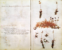 Page 15 from a Herbarium  von Jean Jacques Rousseau