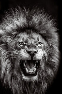 Lion King by Attila Diallo