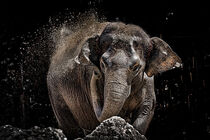 Elephant by Attila Diallo